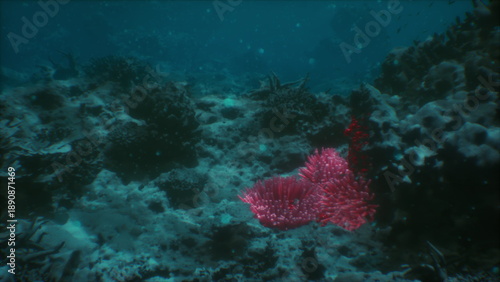 Crimson sea fan anchored on dim reef slope with deep blue backdrop, dramatic silhouette and textured polyps. Mooddriven frame suited for conservation