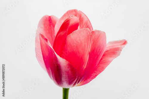 A radiant pink tulip with soft petals embodies the joy of springtime