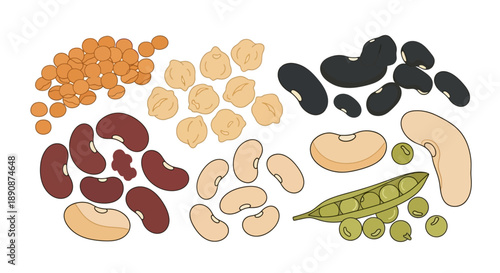 Vector illustration of various legumes and beans for World Pulses Day, showcasing healthy food options with a focus on nutrition and different types of pulses.