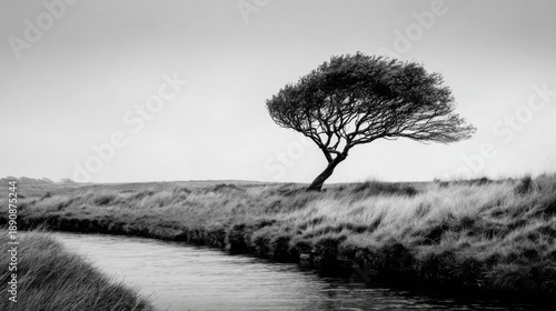 Black and white lonely tree bending in wind beside river minimal nature landscape resilience strength solitude concept photography on white background