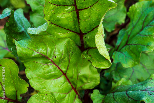 Fresh green beet leaves with red veins covered in morning dew