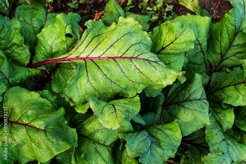 Lush green beet leaves with red veins and raindrops in garden