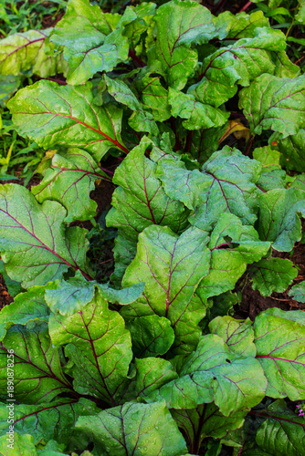 Fresh organic beetroot leaves growing in garden with water droplets