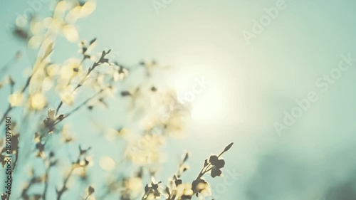 Delicate wildflowers standing against a bright, sunlit sky, creating a serene and ethereal soft focus backdrop, evoking feelings of calm and natural beauty with warm light and gentle nature
