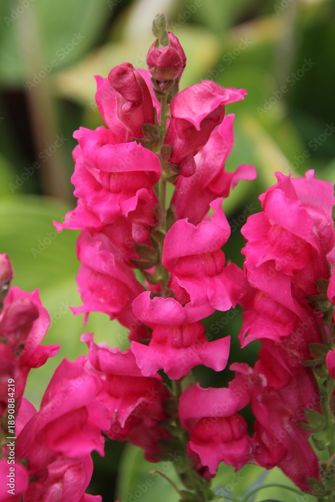 Obraz premium Snapdragons In The Garden