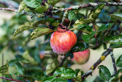 Red Ripe Apple Hanging on a Tree Branch with Dew Drops in Garden