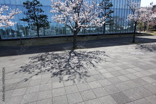 ビルの前庭の桜　