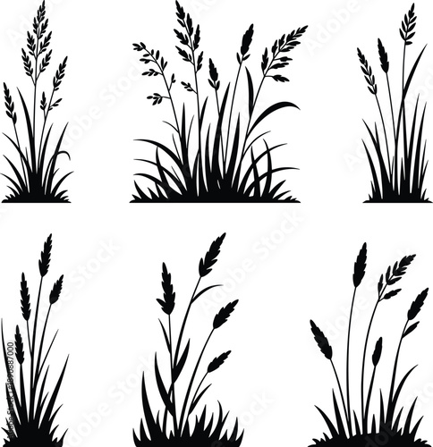 Wild grass silhouette set botanical plant collection isolated white background minimal nature vector illustration design elements decorative floral meadow art