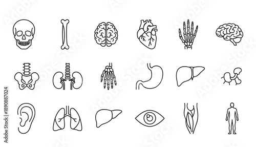 Human body internal organs and skeleton line art illustration vector set of medical diagrams