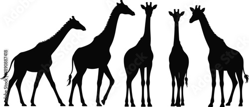 Giraffe silhouette group standing and walking African wildlife animals isolated white background black safari nature vector illustration