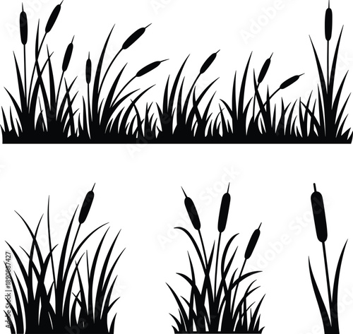 Reed and cattail silhouettes, wetland grass plants in nature landscape, black botanical illustration isolated on white background