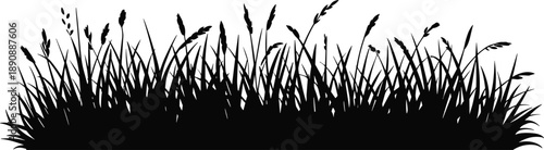 Wild grass silhouette border dense meadow plants isolated white background natural landscape decorative element black vector illustration design