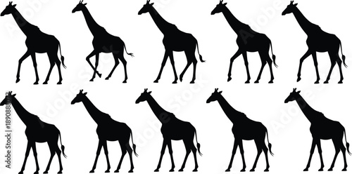 Walking giraffe silhouettes set in different poses, black animal vector collection isolated on white background for wildlife design
