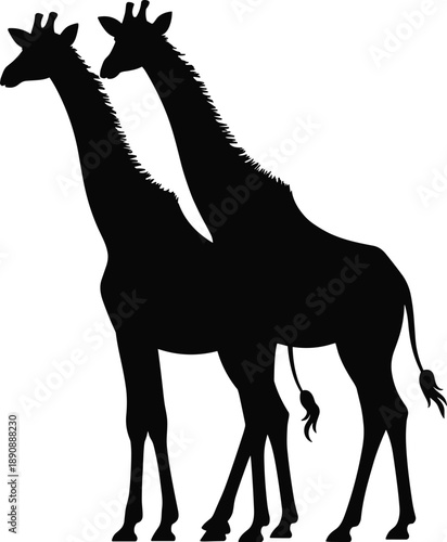 Giraffe silhouette pair African wildlife animals standing together isolated white background black safari nature vector illustration design