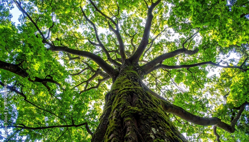 Fototapeta premium Majestic tree with sprawling branches and vibrant green leaves