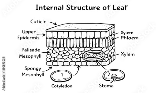 Internal structure of leaf anatomy cross section diagram