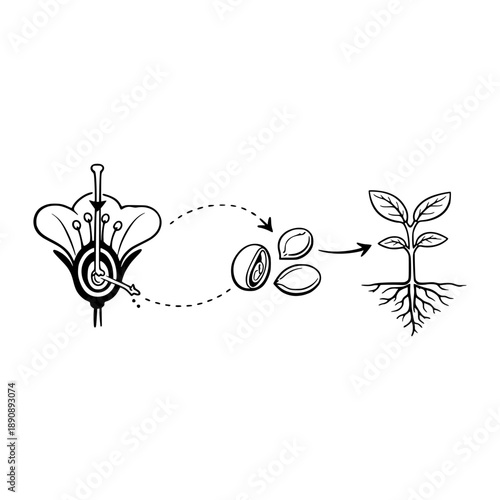 Plant reproduction cycle diagram in monoline black and white style