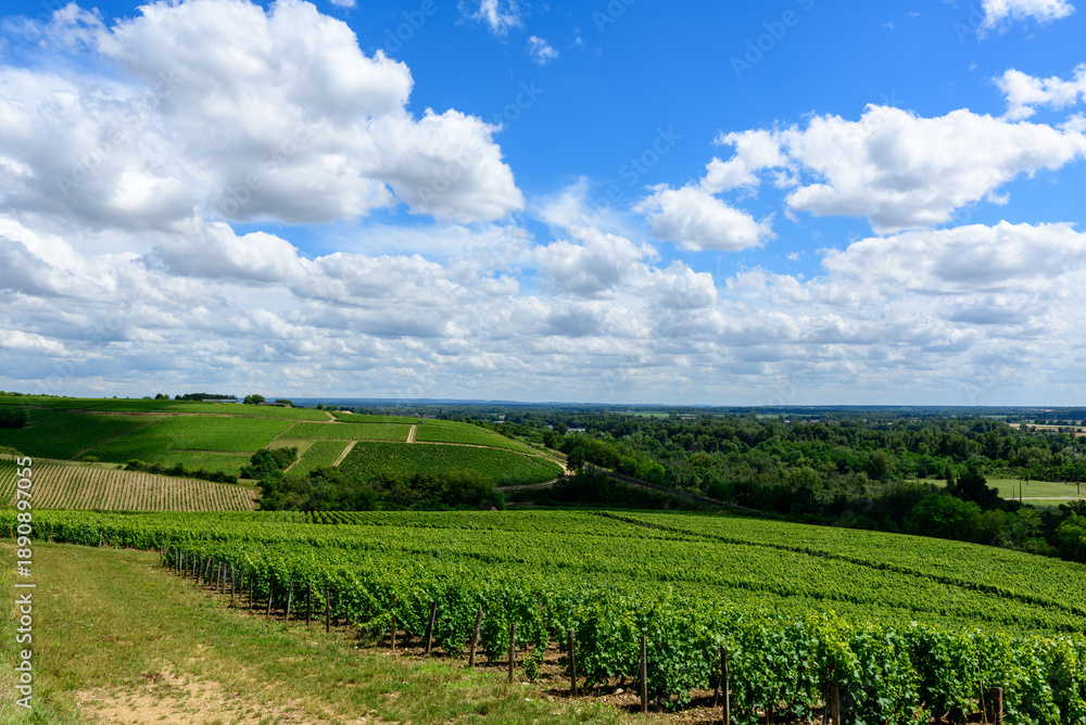Obraz premium Lush green vineyard rows sweep across undulating hills under a bright sky filled with fluffy white clouds in Pouilly sur Loire. The landscape feels spacious, vibrant, and full of summer vitality.