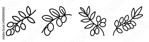 Simple line art illustration set of olive branches with fruit