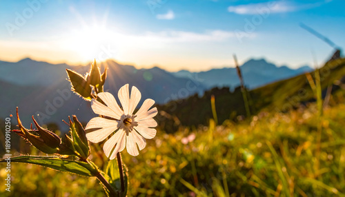Sunlight shines through a white flower with mountains & grassy meadow backdrop
