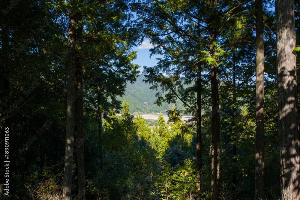 Fototapeta premium Tall trees frame a sunlit clearing with distant mountains visible through the forest along the Kumano Kodo trail in Wakayama, Japan. Dappled light creates a tranquil, natural atmosphere.