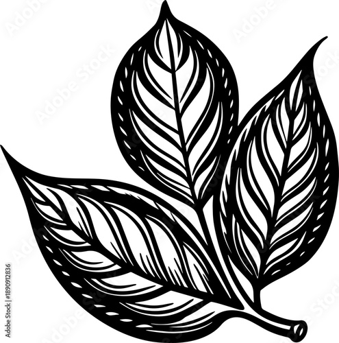 A close-up black and white sketch of a broad leaf showing intricate vein patterns.Vector Illustration