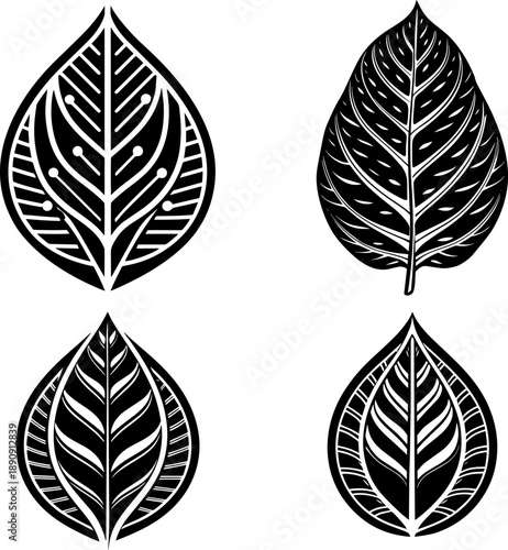 Set of A vintage style black and white illustration of three tea or mint leaves. Vector Illustration