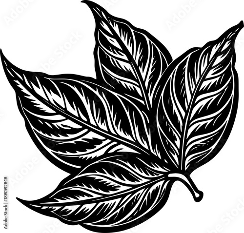 A close-up black and white sketch of a broad leaf showing intricate vein patterns.Vector Illustration