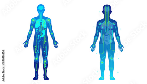 Medical scan illustrations of human body anatomy from front view showcasing internal organs and skeletal structure