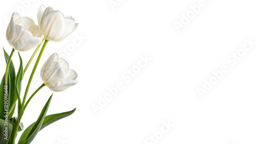 Fényképezés Three white tulips stand tall with green stems and leaves isolated on transparen