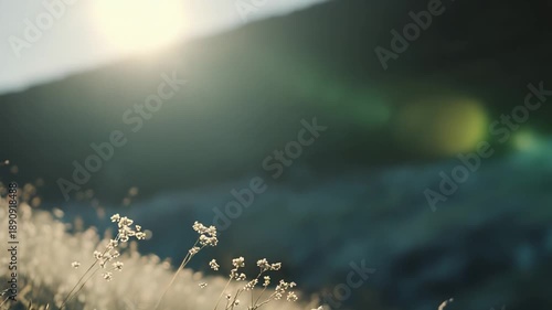Delicate wild plants with small white seed heads standing tall in a field of dry grass, softly illuminated by the warm golden light of a setting sun against a blurred natural background