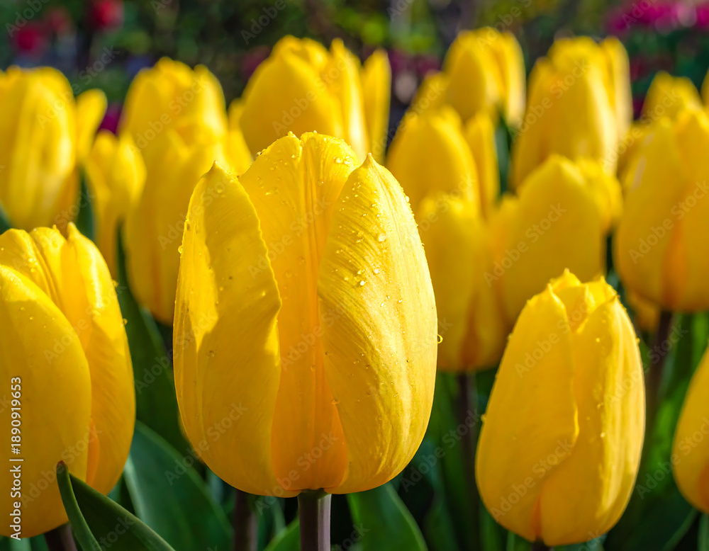 custom made wallpaper toronto digitalSunny yellow tulips, tightly packed, some with dew. Greens & blurred flowers behind