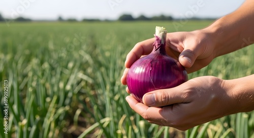 Freshly harvested red onion in a lush green field