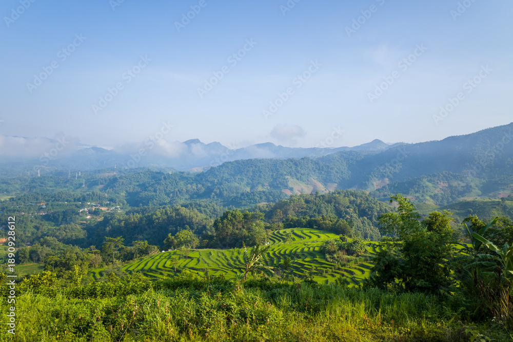 Fototapeta premium Sweeping view of vibrant terraced rice fields surrounded by dense green forest and rolling mountains under a clear blue sky in Dien Bien, Vietnam.