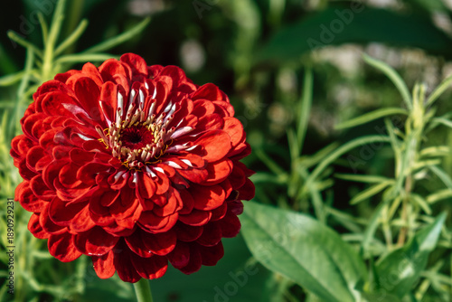 bright red flower zinnia blooms in garden with various green plants around it. sunlight shines down on flower, highlighting its petals. it is sunny afternoon and nature is vibrant. close up.