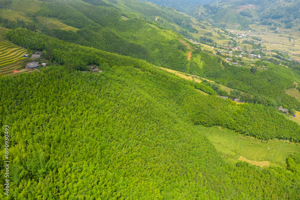 Obraz premium Aerial view of dense bamboo forest covering rolling hills, with scattered rural houses and terraced fields in the distance near Sapa, Vietnam. Sunlight creates vibrant green tones and highlights the