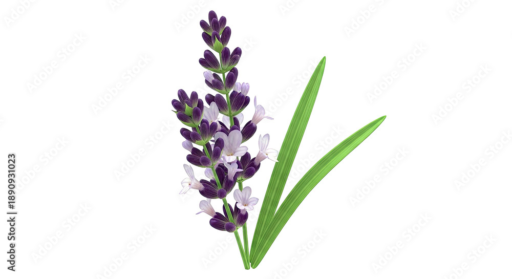 Obraz premium Lavender Flower Sprig
