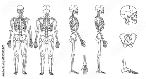 Anatomical illustration of the human skeletal system displayed from multiple perspectives