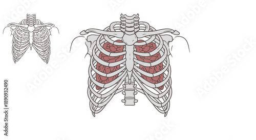 Anatomy of the human rib cage and lungs, a detailed illustration of the thoracic cavity