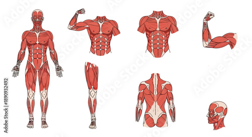 Detailed anatomical illustration of the human muscular system, showcasing various muscle groups and their structures in a clear and informative manner
