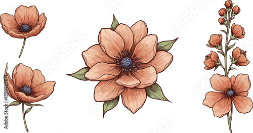 Beautiful peach colored poppy flowers illustrations on white background