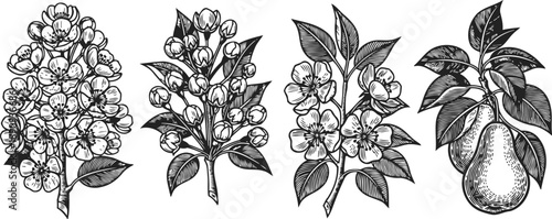 hand drawn botanical illustrations of pear tree branches with flowers and fruit in vintage