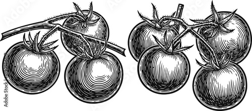 Two bunches of tomatoes on the vine hand drawn detailed engraved illustration of fresh vegetable clusters