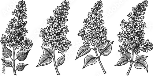 Lilac flower branches detailed line art four botanical hand drawn floral sketches with leaves and blossoms