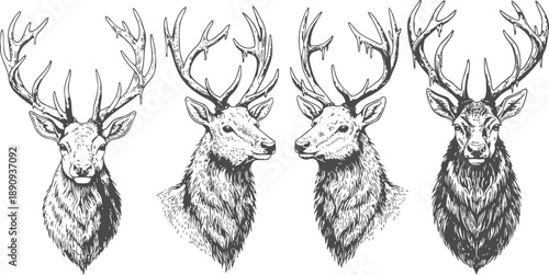 hand drawn stag deer heads with antlers set, vintage wildlife animal illustrations