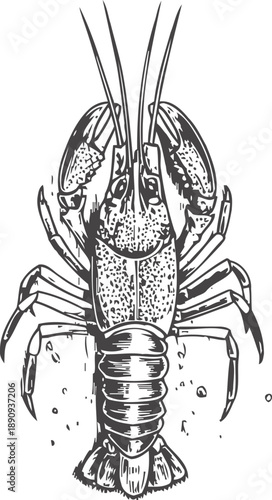 Detailed black and white crayfish illustration freshwater crustacean with claws and segmented body