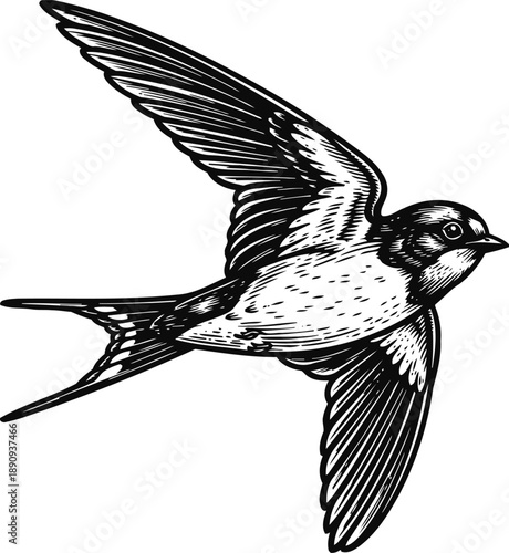 swallow bird in flight detailed black and white illustration of a flying swift with spread wings and streamlined body
