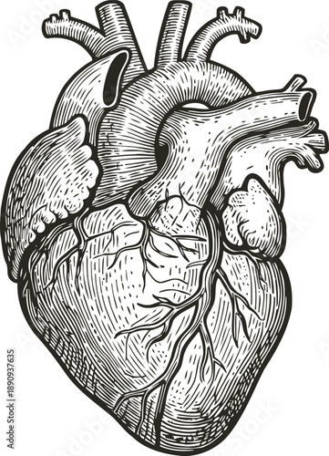 Detailed vintage anatomical human heart illustration with veins and arteries engraving