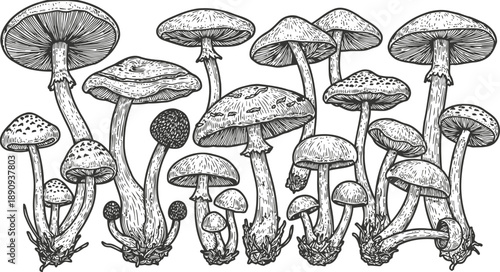 Detailed black and white line drawing of various wild mushrooms with stems and gills natural illustration