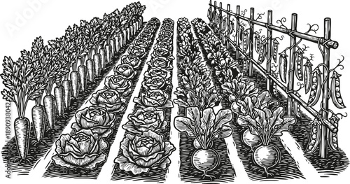 Detailed vintage illustration of vegetable garden with carrots, cabbage, radishes, and peas on trellis rows